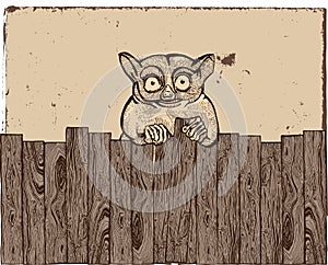 Tarsier with wooden fence