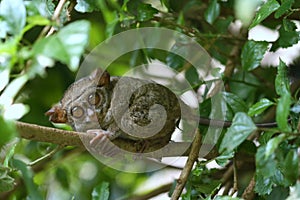 Tarsius