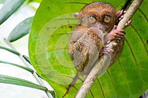 Tarsius. Bohol island. Philippines