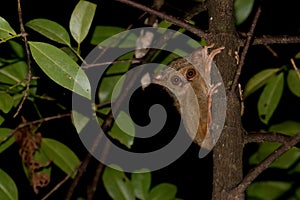 Tarsius indonesian endemic small nocturnal monkey