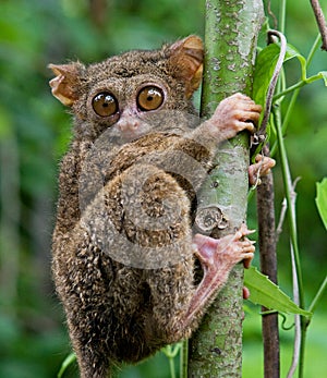 Tarsius sits on a tree in the jungle. close-up. Indonesia. Sulawesi Island.