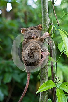 Tarsius sits on a tree in the jungle. close-up. Indonesia. Sulawesi Island. photo