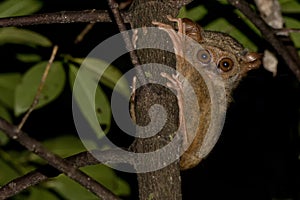 Tarsius small nocturnal monkey