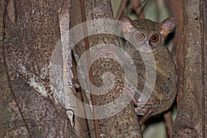 Tarsius small nocturnal monkey