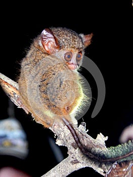 Tarsius spectrum, Tangkoko north Sulawesi photo