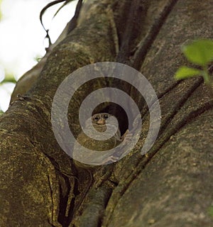 Tarsius in Sulawesi