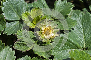 Tarsonemid mite infested strawberry plant