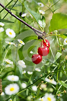 Tart Cherry (Prunus Cerasus)