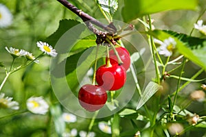 Tart Cherry (Prunus Cerasus)