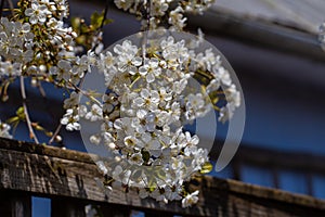 tart cherry tree generous blossom and detail of old country house  traditional rural fruit tree  spring nature awakening