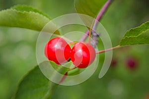 Tart Red Cherries (Prunus Cerasus)