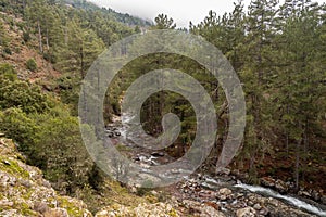 Tartagine river flows through forest in Corsica