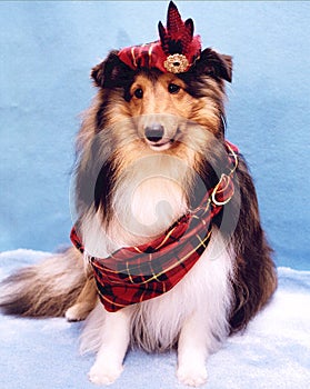 Tartan Sheltie