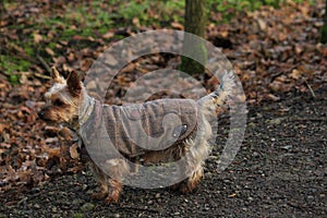 Tartan Terrier