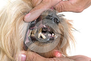 Tartar teeth of old dog