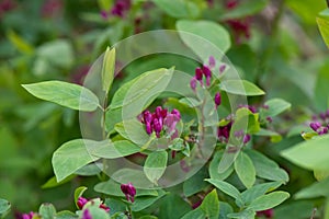 Tartarian honeysuckle Lonicera tatarica, lilac budding flowers