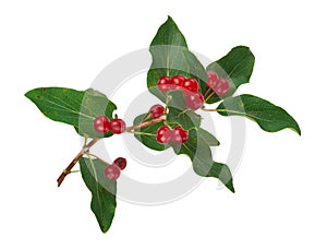 Tartarian Honeysuckle (Lonicera tatarica) plant with red berries photo
