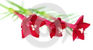 Tarulata flower over white ba