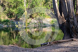 Tarzan rope swing tied to a tree