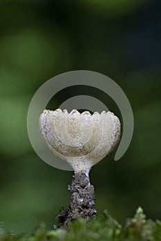 Tarzetta cupularis is a species of apothecial fungus belonging to the family Pyronemataceae photo