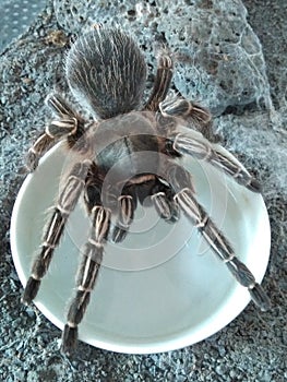 TarÃÂ¡ntula