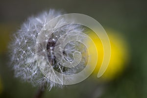 TarÃ¡xacum. White fluffy dandelion flower on yellow and green background. Spring, morning. Close up
