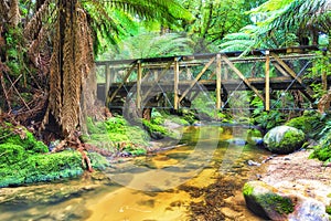 Tas Columba creek bridge rainforest