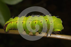 Tasar Silkmoth or Antherea myllita, Caterpillar, Mumbai, Maharashtra