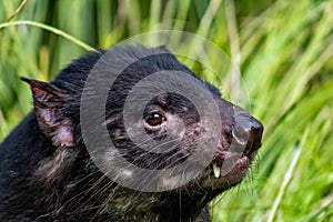 Tasmainian Devil sitting in the grass. Auckland Zoo, Auckland, New Zealand