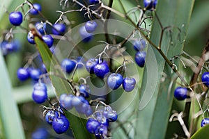 Tasman Flax lily Dianella tasmanica