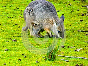 Tasman Wallaby