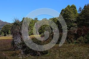 Tasmania, Cradle Mountain-Lake St Clair National Park