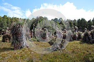 Tasmania, Cradle Mountain Lake St. Clair National Park