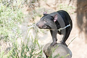 Tasmania devil close up portrait