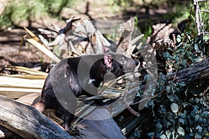 Tasmania devil