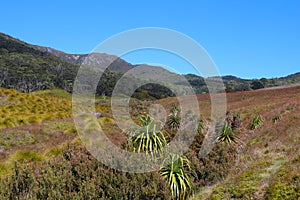 Tasmania, Landscape Cradle Mountain, Lake St Clair National Park