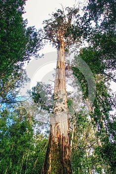 Tasmania rainforest tree