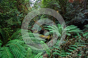 Tasmania's Lush Rainforest