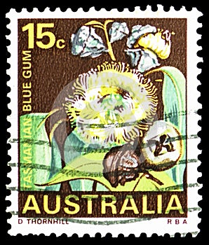 Tasmanian Blue Gum Eucalyptus globulus, Tasmania, State Flowers serie, circa 1968