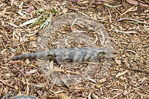 Tasmanian blue-tongued lizard