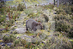 Tasmanian Common Wombat