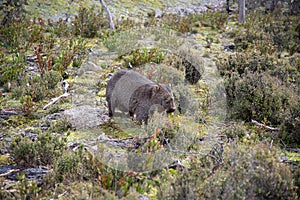 Tasmanian Common Wombat