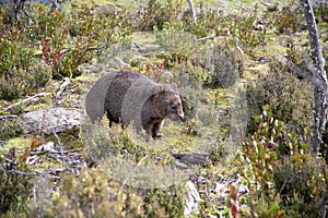 Tasmanian Common Wombat