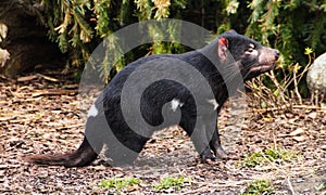 Tasmanian devil