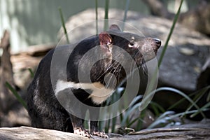 A Tasmanian Devil