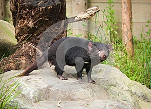 Tasmanian Devil