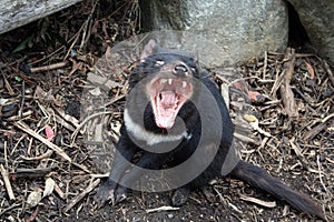 Tasmanian Devil