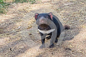 Tasmanian Devil