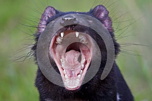 Tasmanian Devil