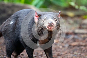 Tasmanian Devil